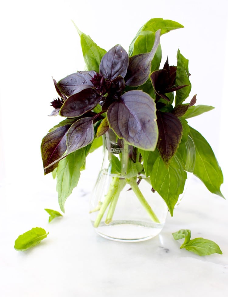 Bouquet of Green and Purple Basil in a Vase